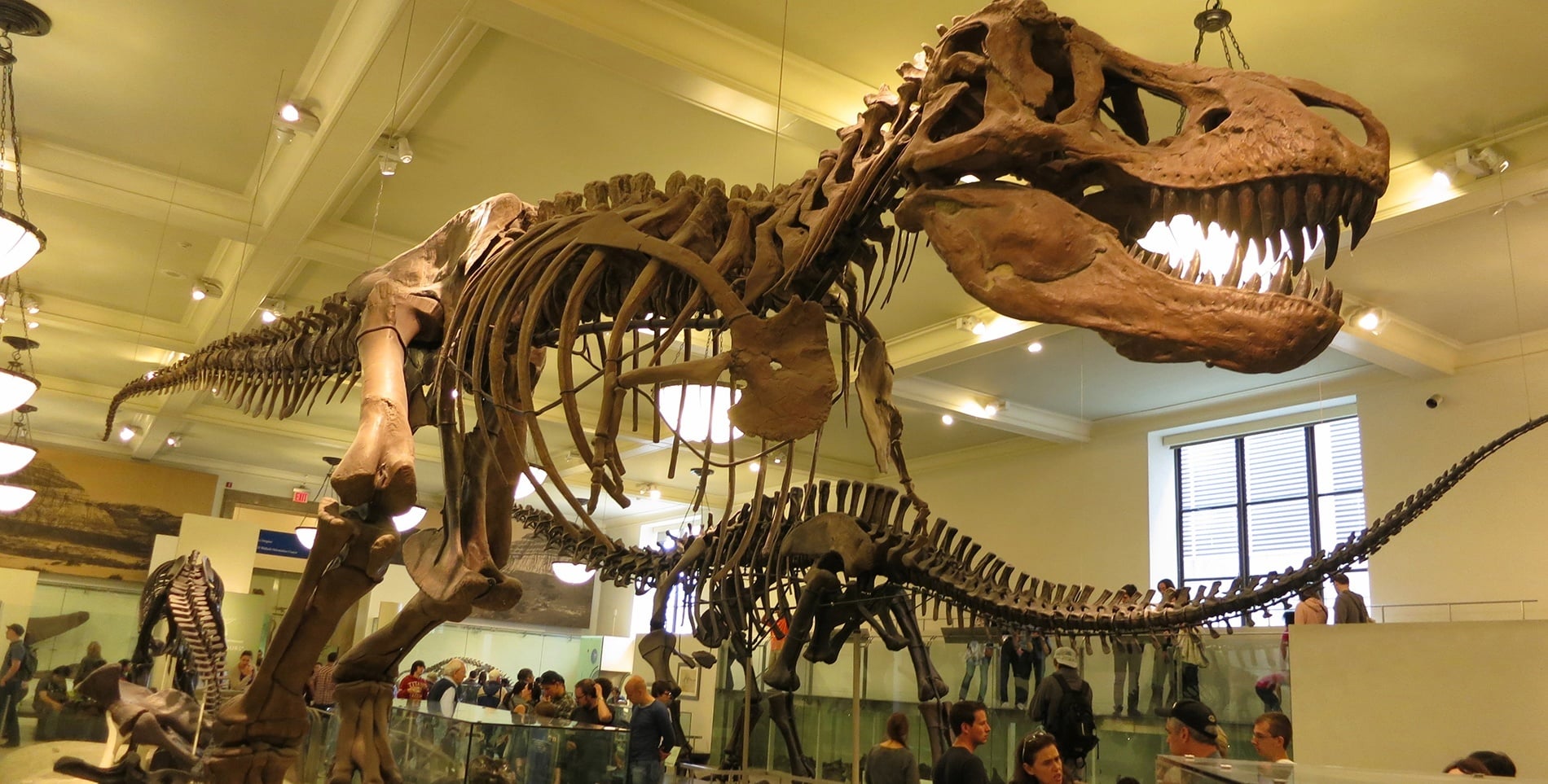 Musée Histoire Naturelle New York Tarif