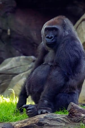 Bronx zoo New York,
Credit Photo wirestock via Envato