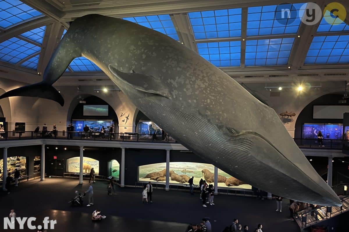 énorme baleine du musée américain d'histoire naturelle
