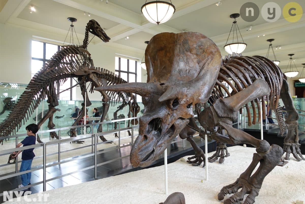 dinosaures musée américain d'histoire naturelle