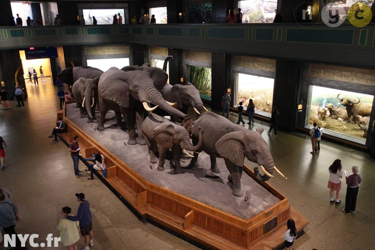 troupes d'éléphants au musée américain d'histoire naturelle