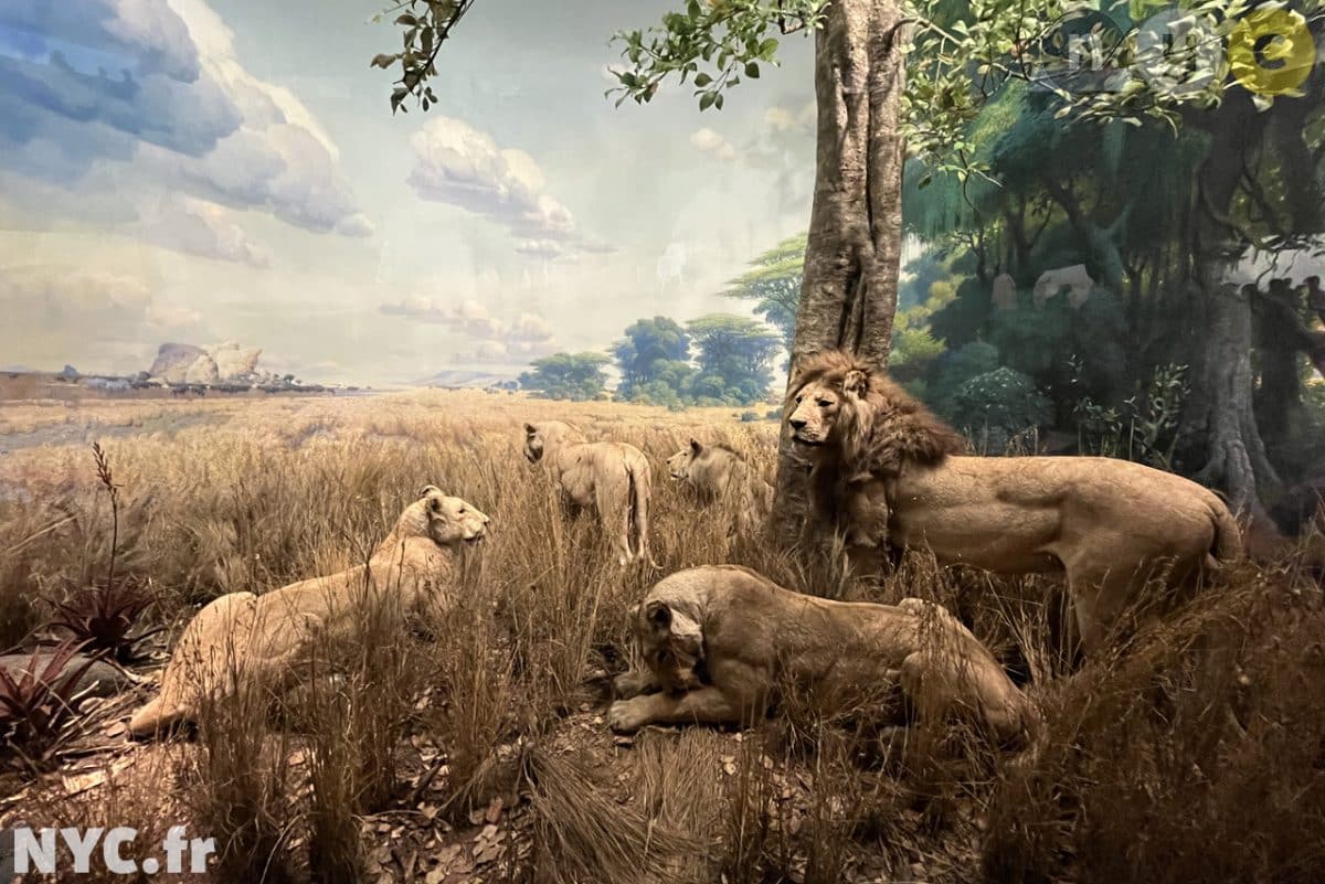lions musée américain d'histoire naturelle