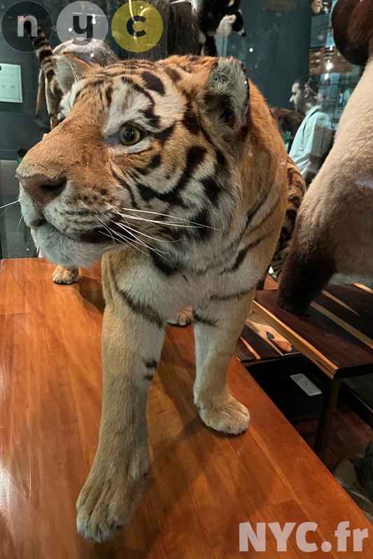 tigre musée américain d'histoire naturelle