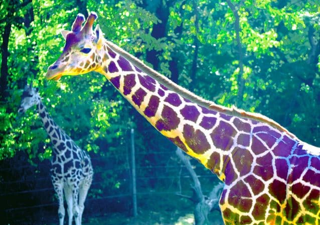 Bronx zoo, Credit Photo Jim Griffin via Flickr