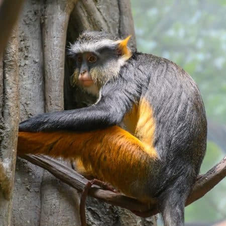 Bronx zoo, Credit Photo Peter Miller via Flickr