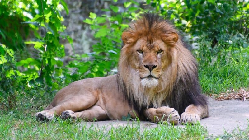 Bronx zoo,
Credit Photo Peter Miller via Flickr