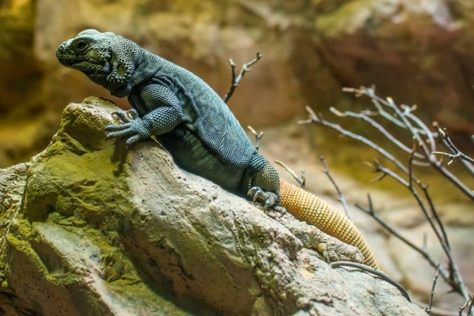 Bronx zoo,
Credit Photo Peter Miller via Flickr