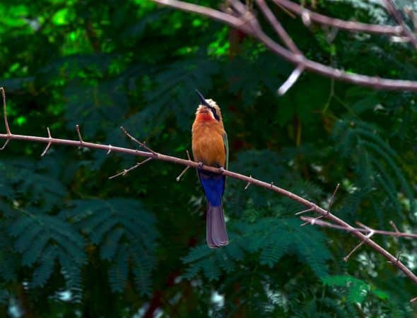 Bronx zoo,
Credit Photo wirestock via Envato